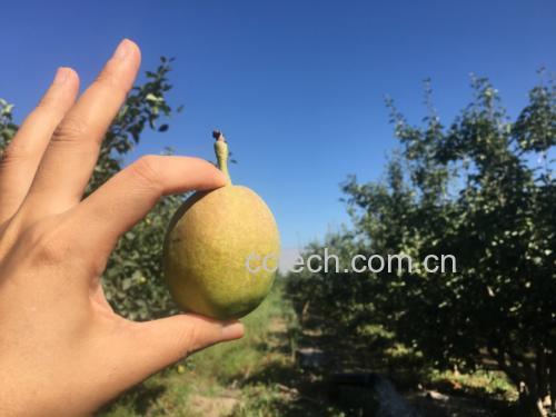小香梨果篮图
