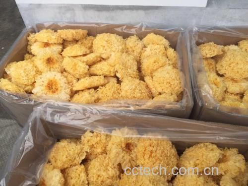 椴木银耳原材料展示