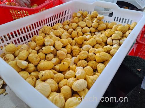 栗籽油的原材料——优质油栗
