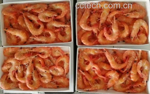 成品虾仁青豌豆装盘展示