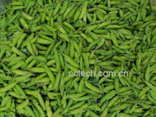 青豌豆与西红柿的食材准备图