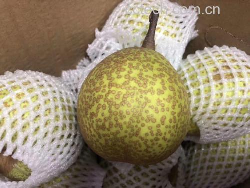 莱阳梨清洗过程