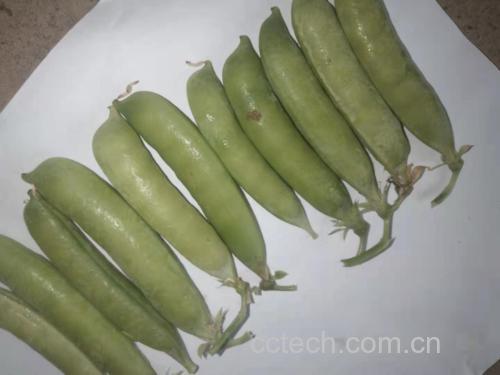 青豌豆凉拌做法