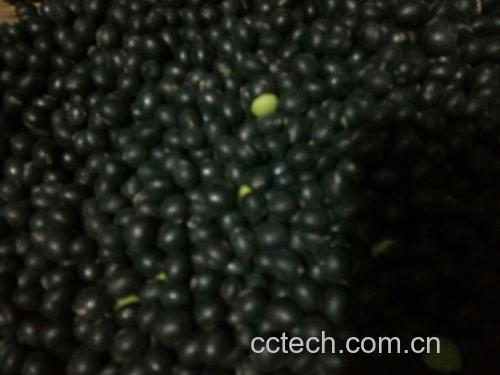 黑豆实物图
