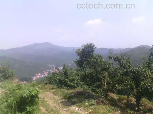酸梨果园种植场景