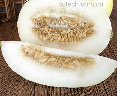 翠梨甜瓜果实与甜瓜仁对比