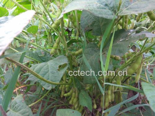 乌皮青仁黑豆产地展示图