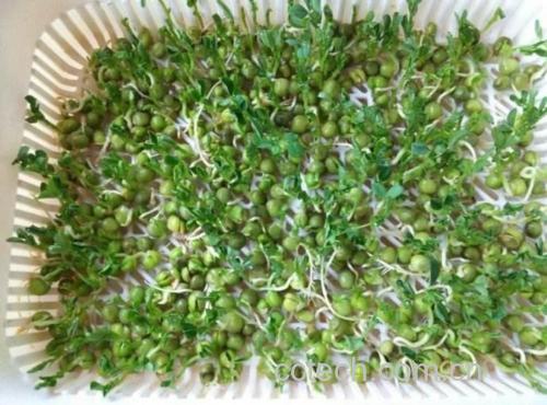 青豌豆种子在种植盘中发芽