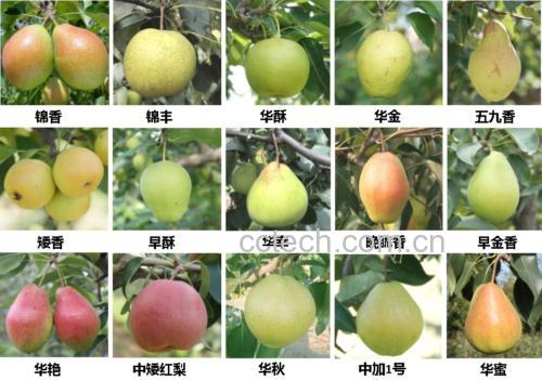 酸梨品种展示图