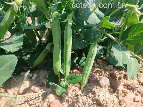 家庭阳台种植的青豌豆生在阳光下生长
