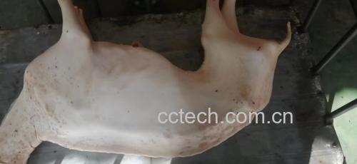 白条羊清洗与去腥处理