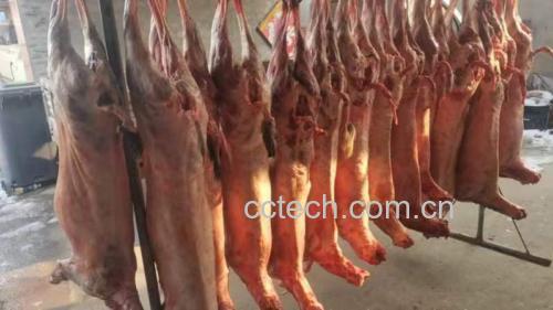 白条羊清洗与去腥处理