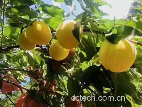 炎陵黄桃果园实景