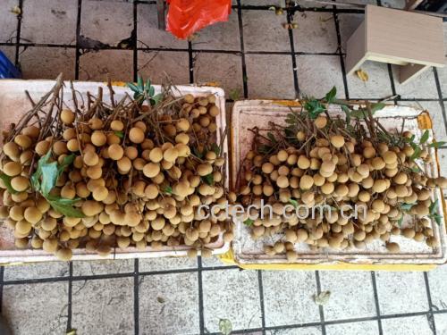 储良龙眼果实在阳光下新鲜饱满