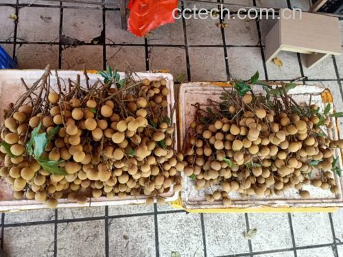 储良龙眼果实在市场中陈列的场景