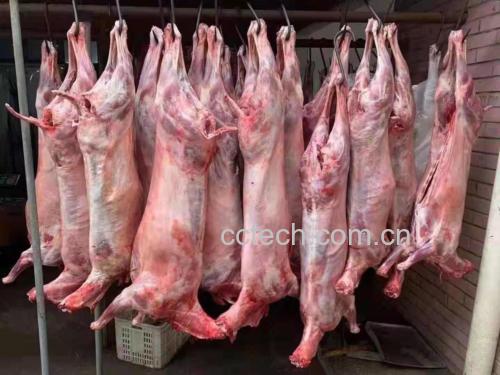 白条羊肉的整只展示