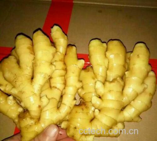 姜汁面食材准备