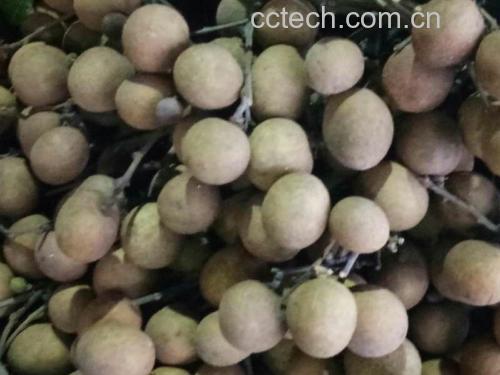 龙眼果实在阳光下散发出金黄色光泽,果壳略带褐色,果肉饱满诱人