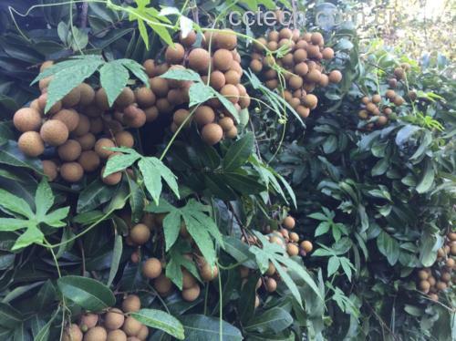 储良龙眼与桂圆对比图,展示新鲜果实与干燥果实的形态差异
