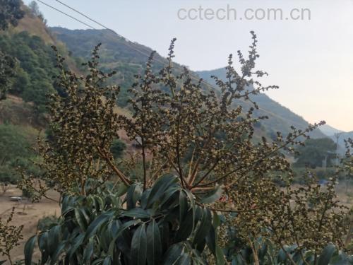 三月红荔枝果实在阳光下呈现出粉红色调