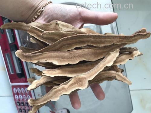 灵芝切片过程展示