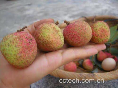 三月红荔枝选购与食用场景图