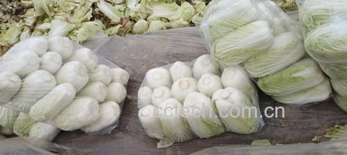 改良青杂三号大白菜的选购与储存方法示意图
