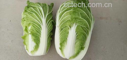 青杂三号白菜清洗后晾干