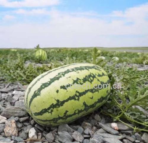 哈密瓜种植地的盐碱土壤