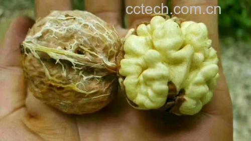 鹰嘴芒果果核大小与果肉厚度对比