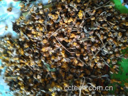 野菊花茶成品图