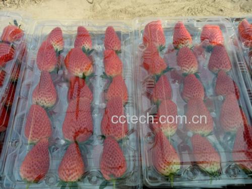 甜宝草莓果蒂与果实对比图