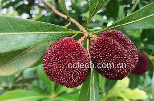 东魁杨梅特写