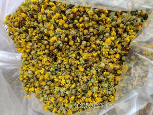 野菊花茶饮成品图