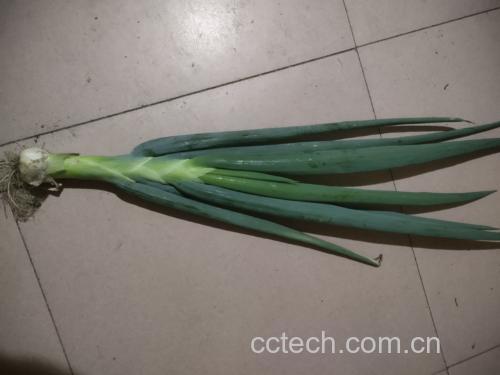 香煎大葱鸡腿成品图