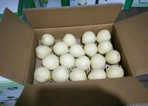 水晶梨的外观与新鲜状态