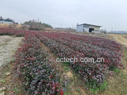 大叶女贞药膳图
