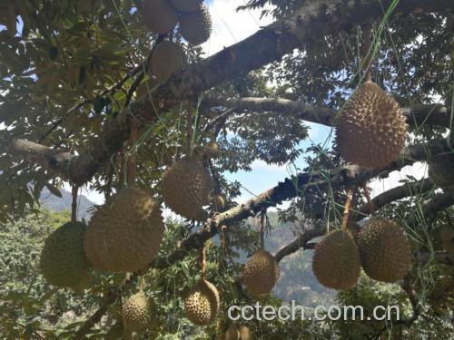 泰国榴莲种植园实景