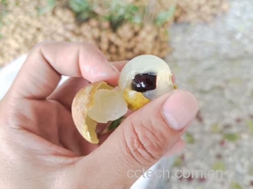 龙眼干品与鲜果对比图