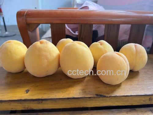 孕妇与黄桃健康饮食场景