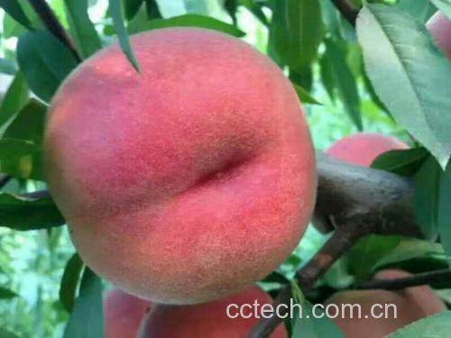 黄桃甜品成品图