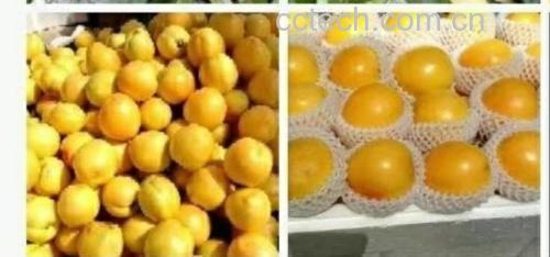 黄桃与水蜜桃热量对比图
