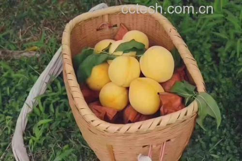 新鲜黄桃在果篮中摆放