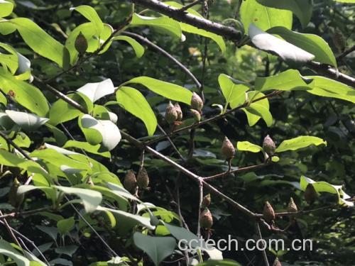青翘种植基地实景图
