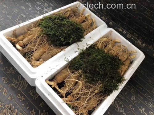 鲜人参泡酒后的保存状态