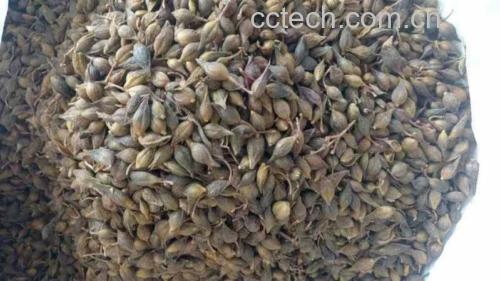 青翘泡茶图