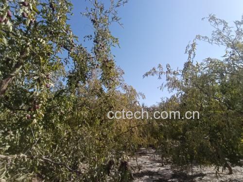 新疆骏枣种植地实景图