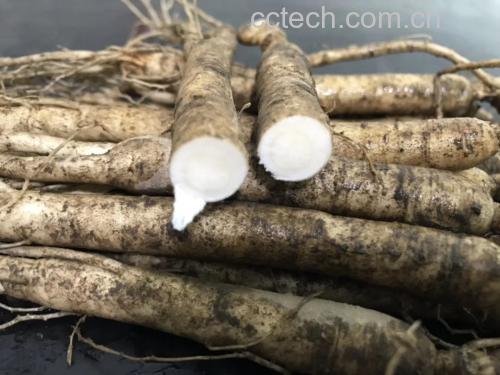 鲜人参清洗与切片