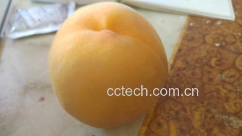 黄桃果实特写