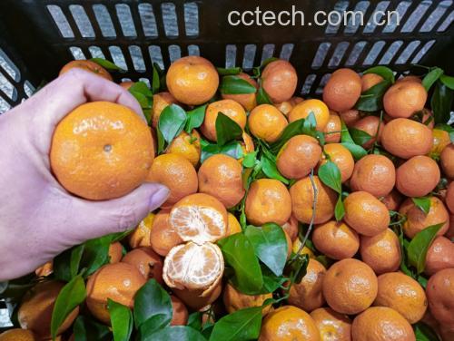 沙糖桔清洗过程中的粉色水现象